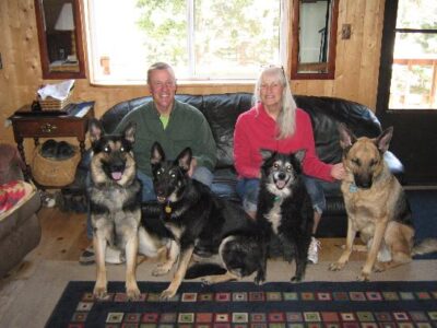So, You Want To Adopt A Dog! Image